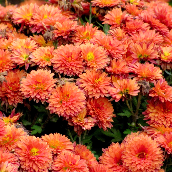 Vente de chrysanthèmes