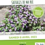 Sortie Nature : Découverte des sauvages de ma rue