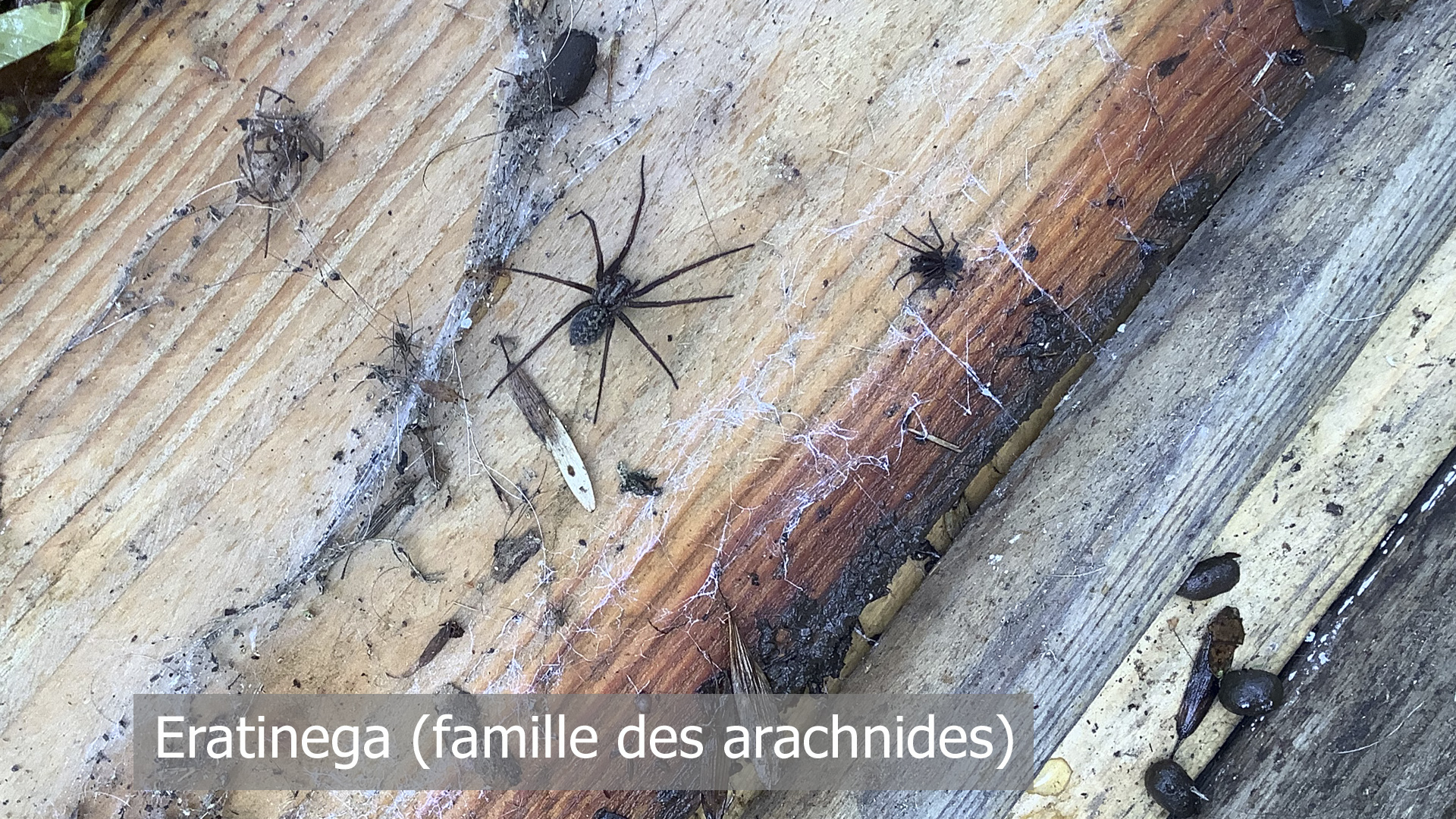 Photo d'une Eratinega