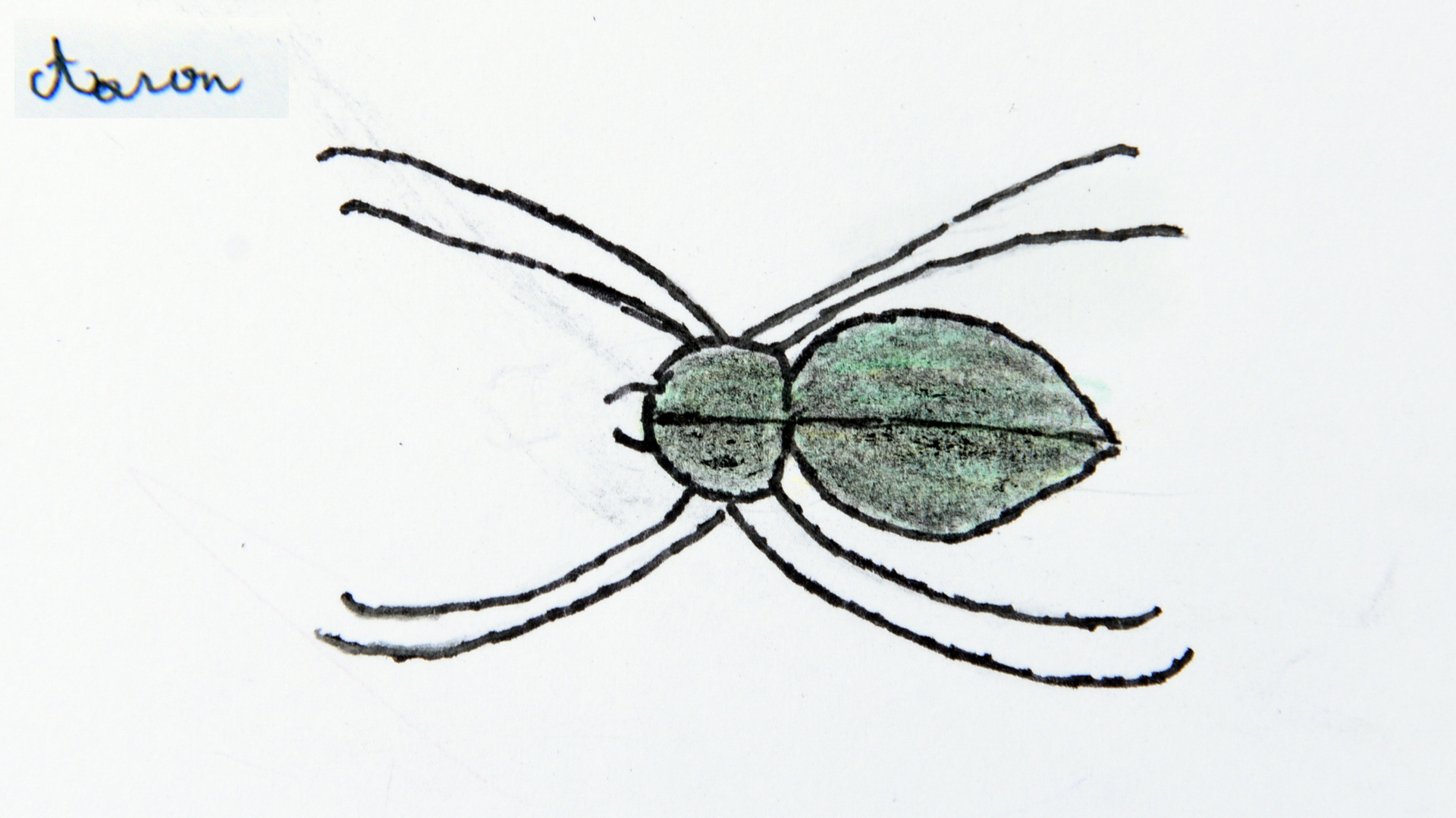 Dessin d'une araignée