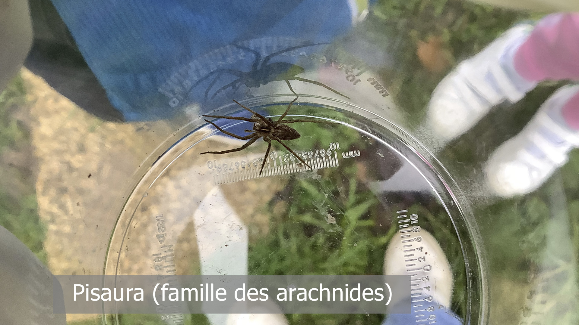 Photo d'une Pisaura