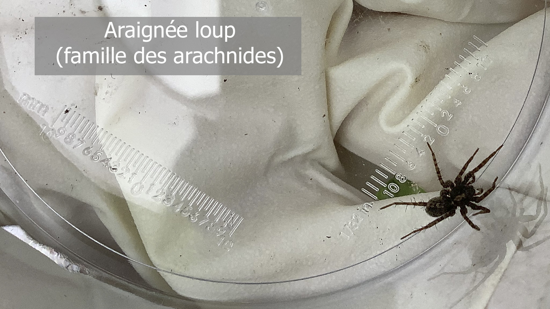 Photo d'une araignée loup