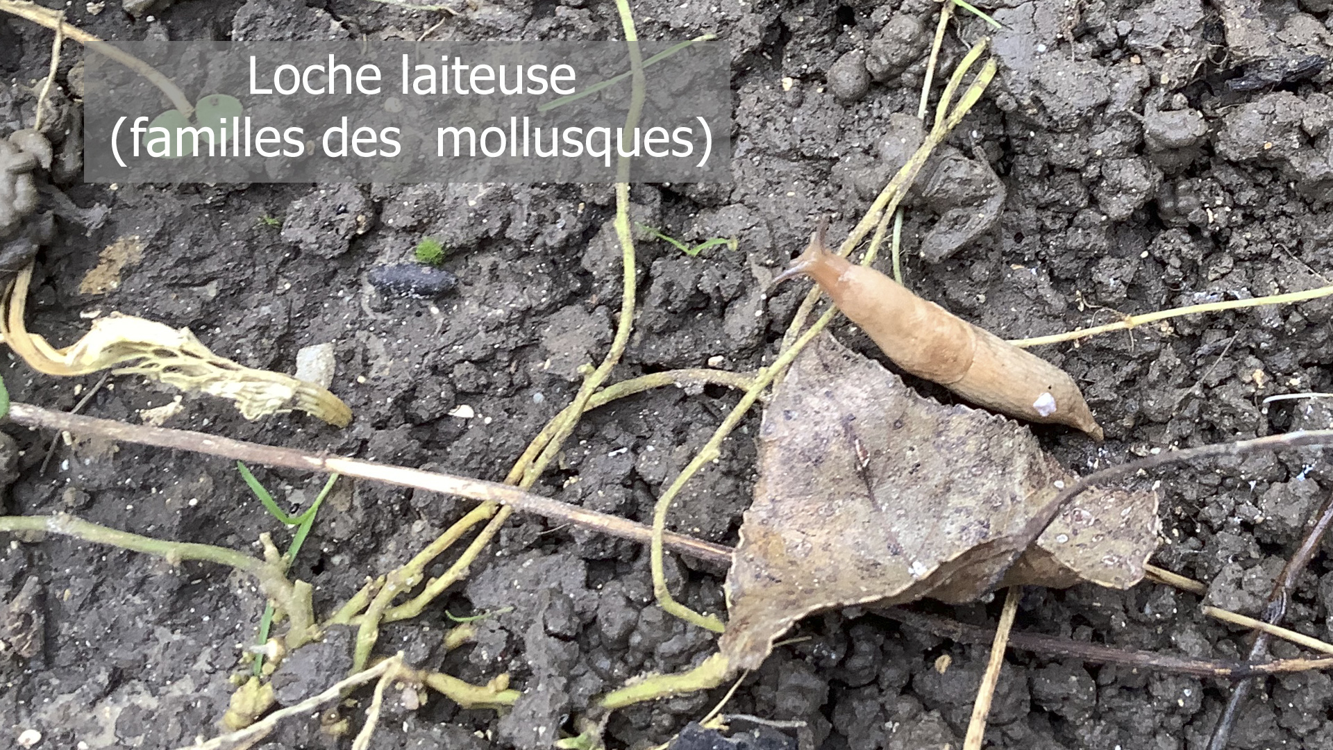 Photo d'une loche laiteuse