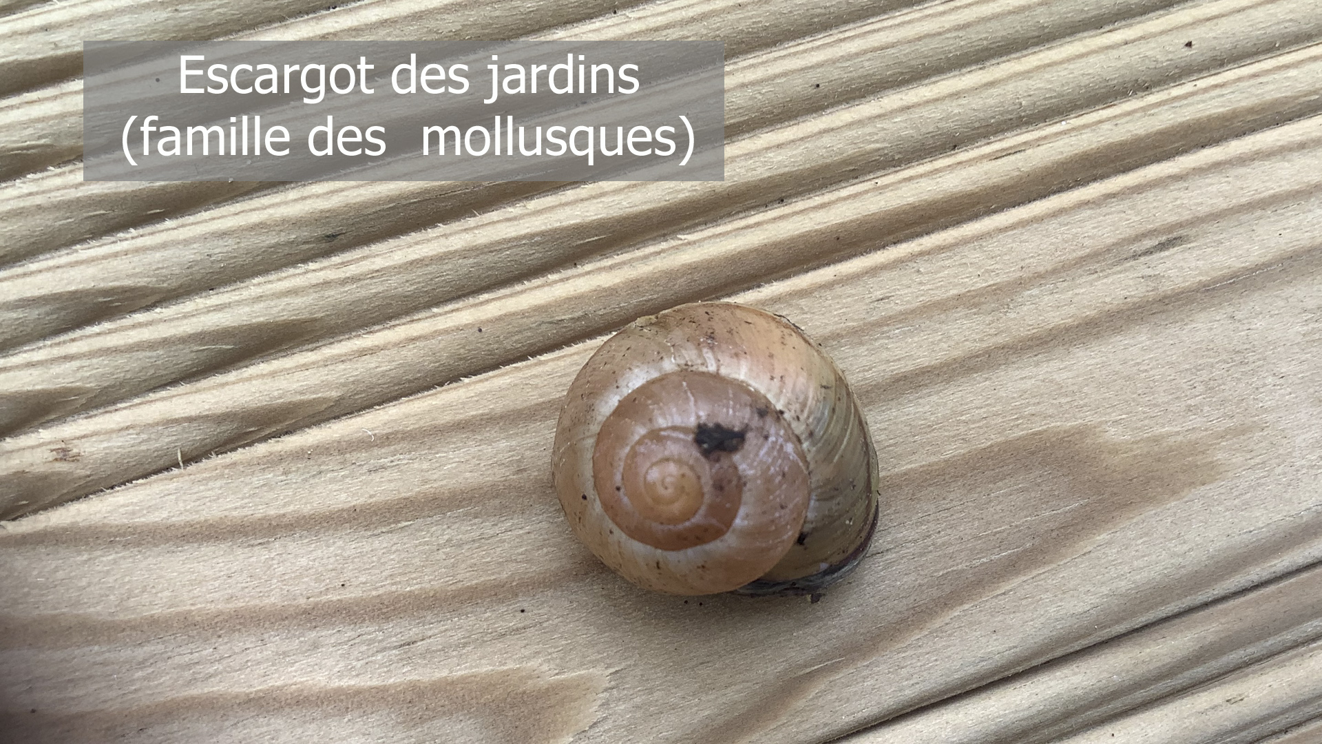Photo d'un escargot des jardins