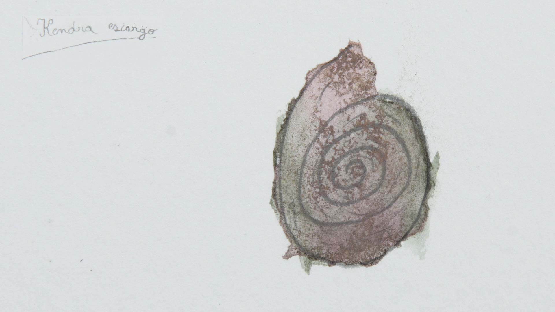Dessin d'un escargot
