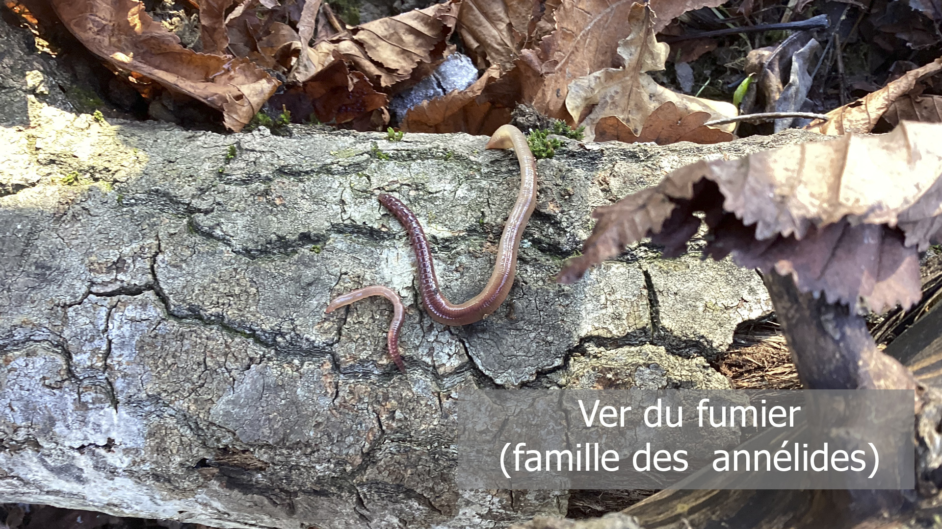 Photo d'un ver du fumier