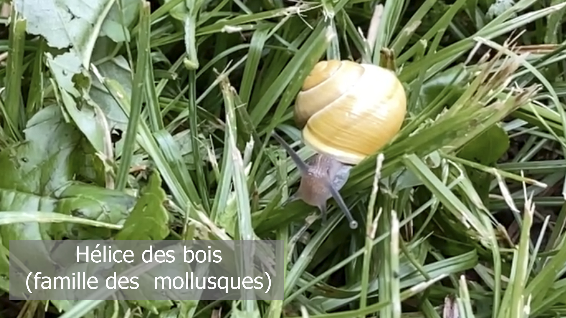 Photo d'une hélice des bois