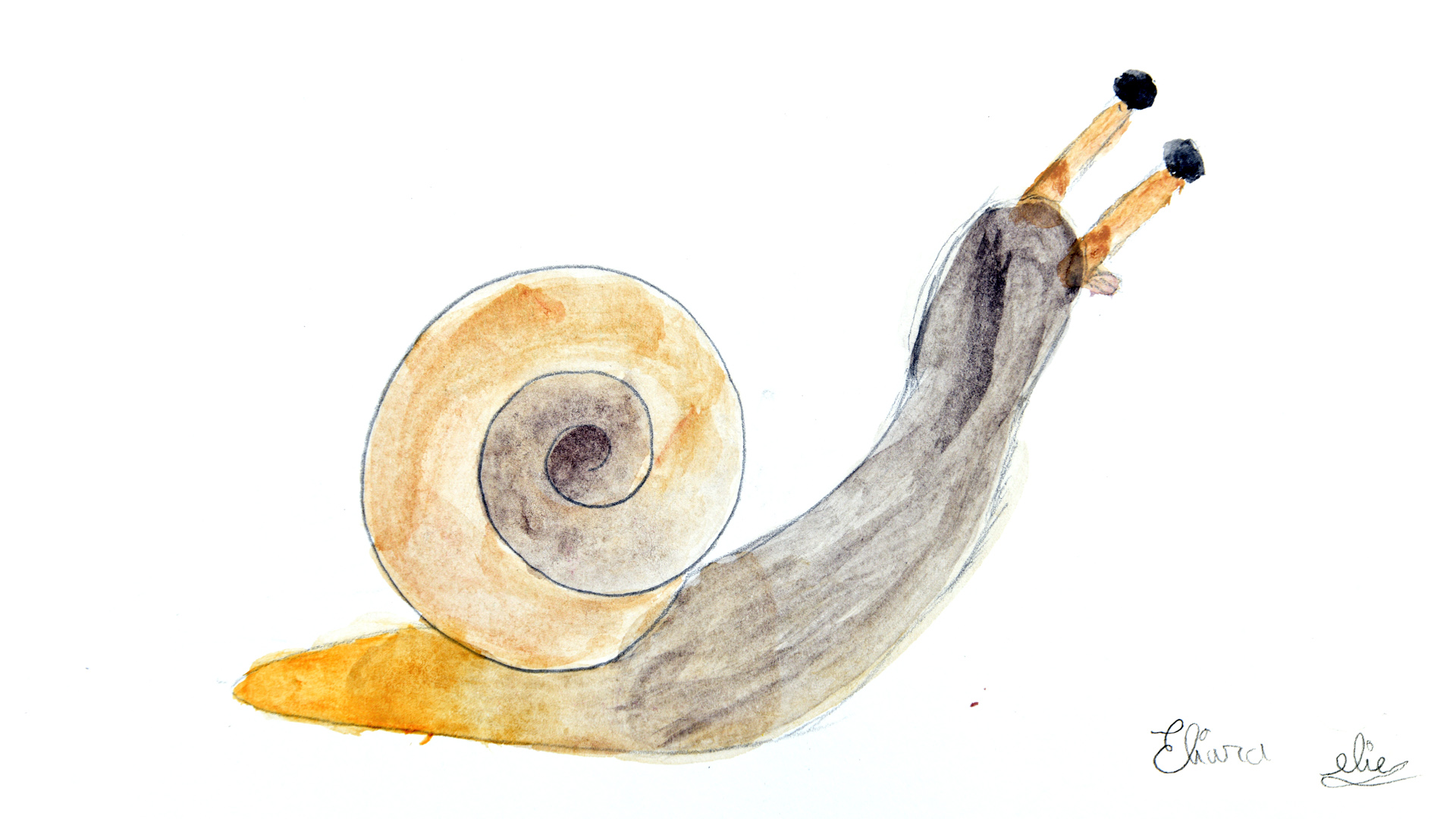 Dessin d'une hélice des bois
