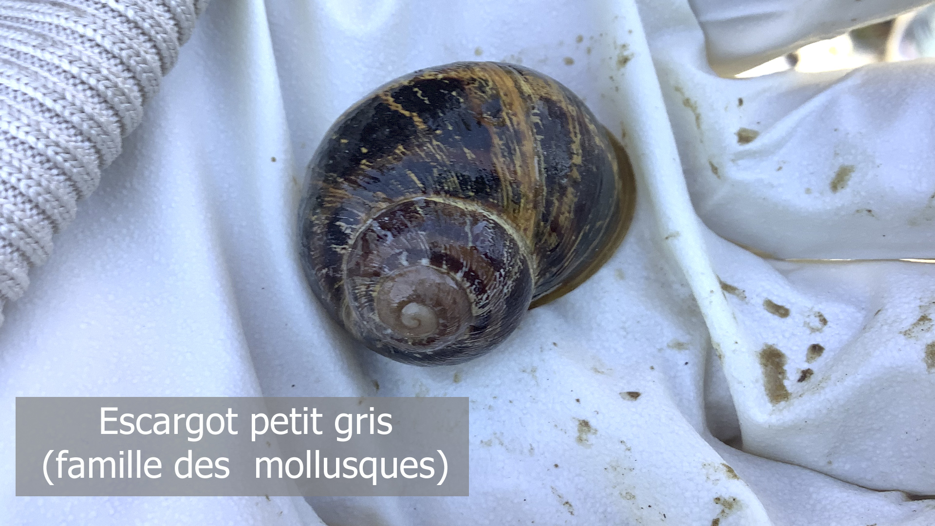 Photo d'un escargot petit gris