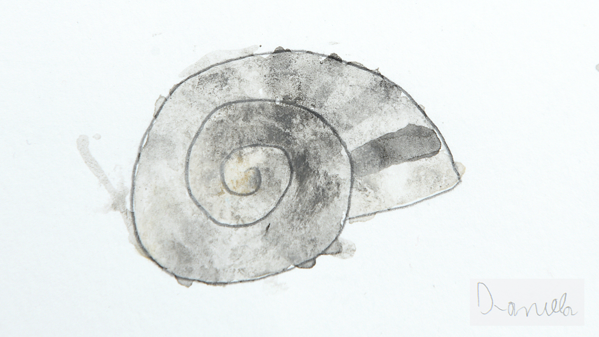 Dessin d'un escargot petit gris