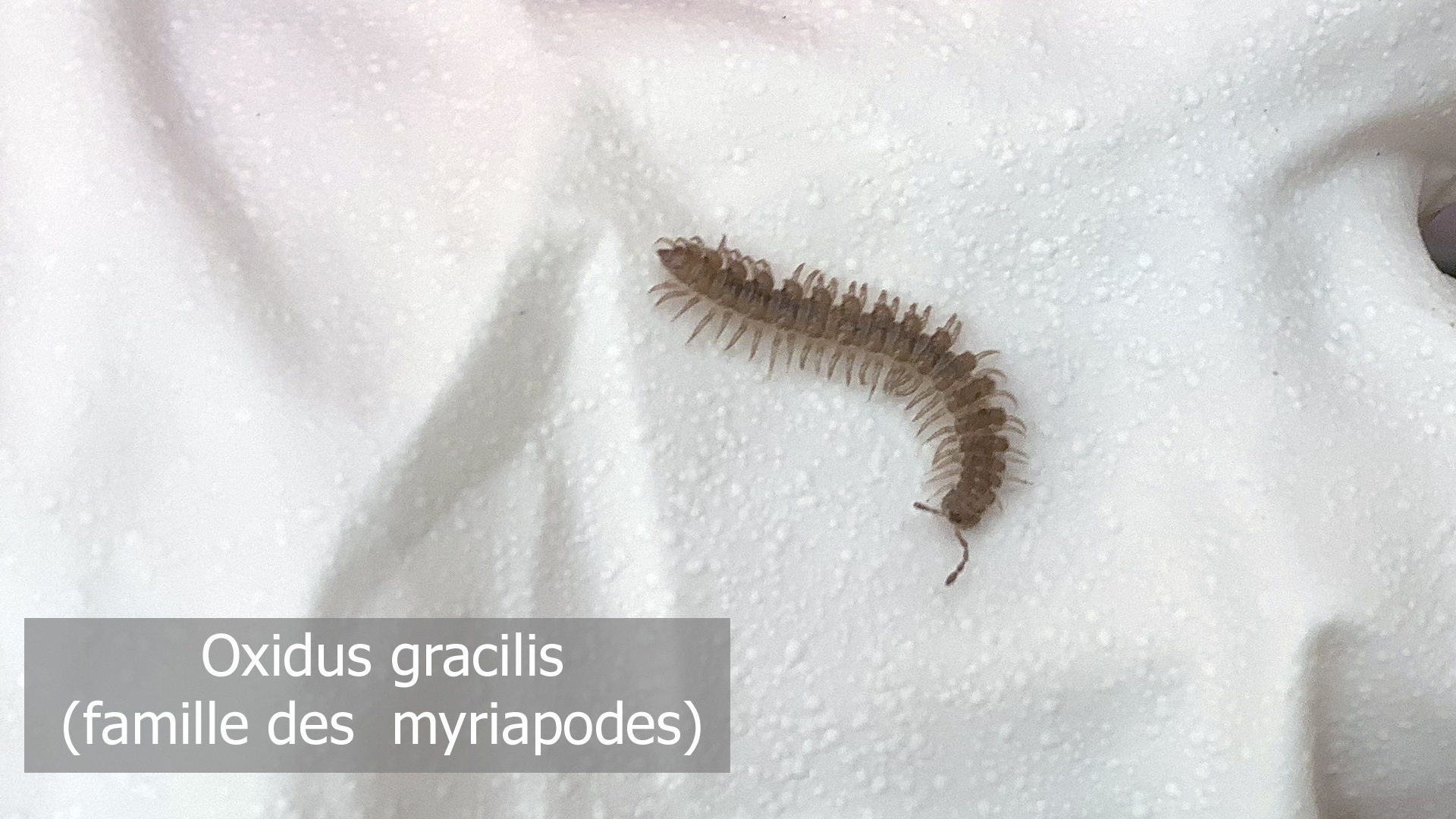 Photo d'un oxidus gracilis