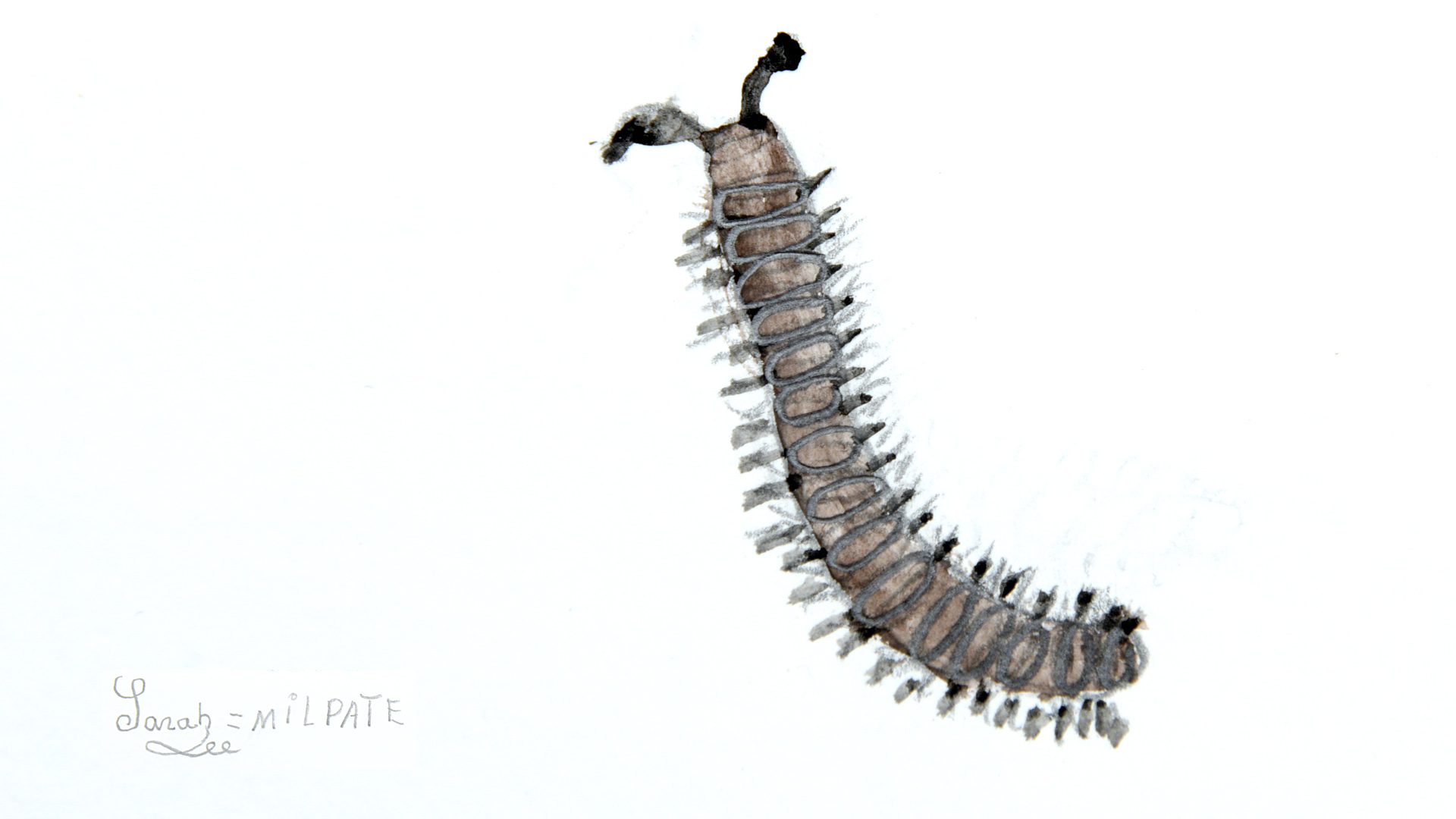 Dessin d'un oxidus gracilis