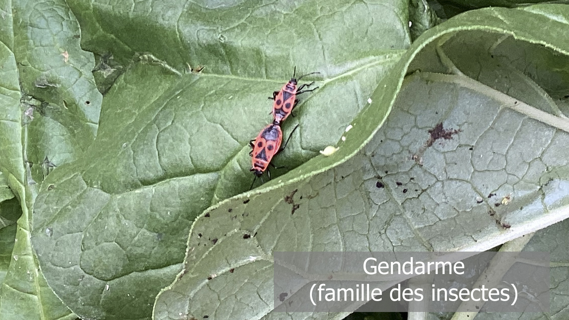 Photo de deux gendarmes