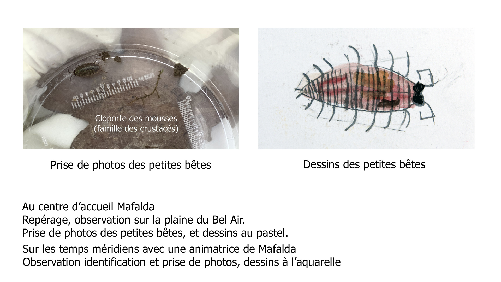 À gauche, photo d'un cloporte des mousses avec la légende 'Cloporte des mousses (famille des crustacés)'. À droite, dessin d'un cloporte. Texte en dessous : Prise de photos des petites bêtes, dessins des petites bêtes, au centre d'accueil Mafalda, repérage, observation sur la plaine du Bel Air, prise de photos des petites bêtes, dessins au pastel, sur les temps méridiens avec une animatrice de Mafalda, observation, identification et prise de photos, dessins à l'aquarelle
