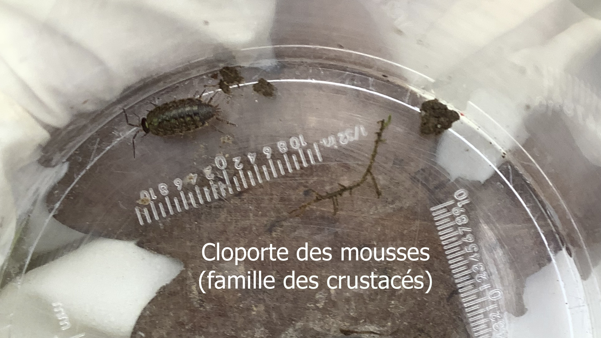 Photo d'un cloporte des mousses